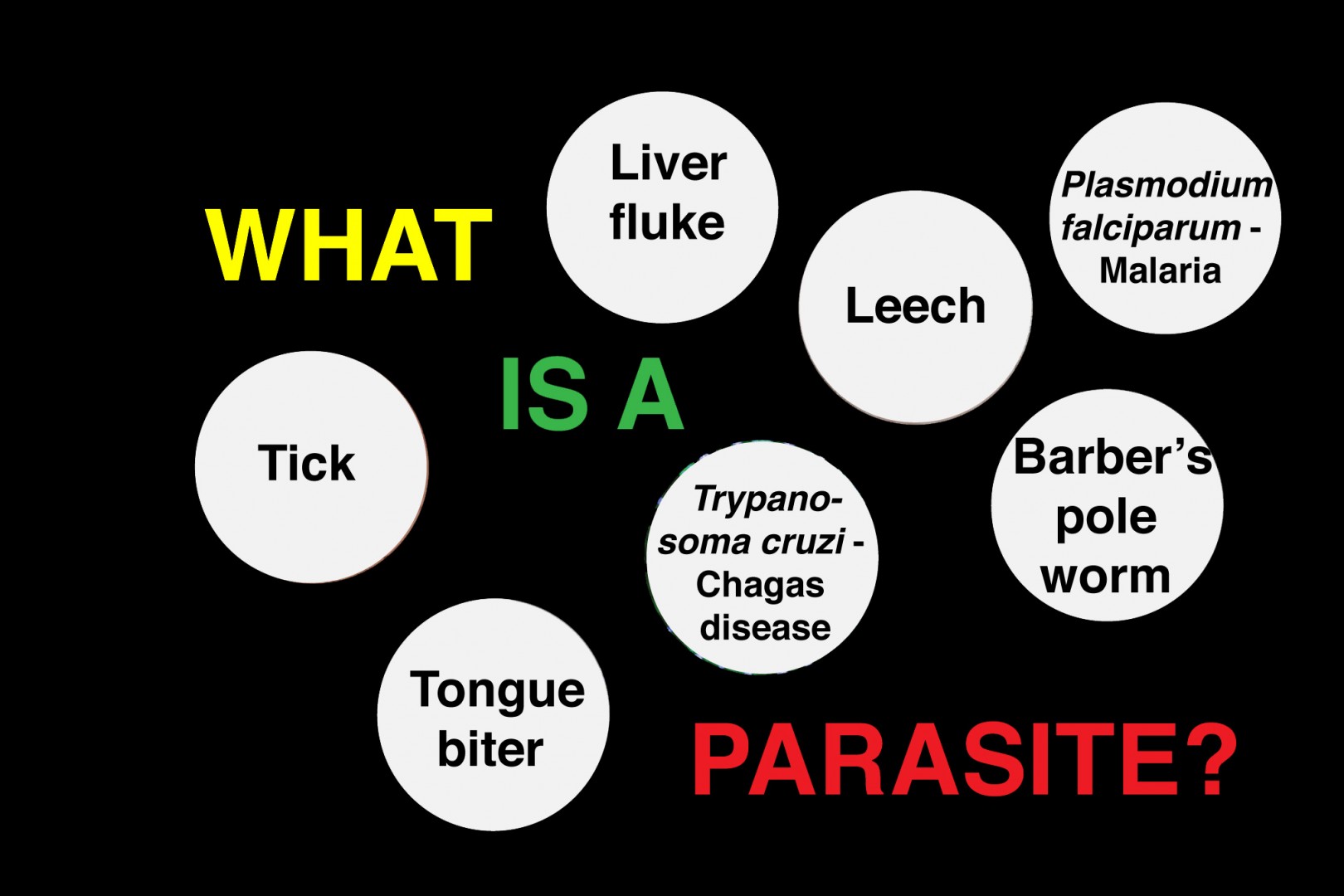 What Is A Parasite? | ANU Research School Of Biology